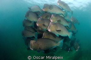 Group of bumphead parrotfish by Oscar Miralpeix 